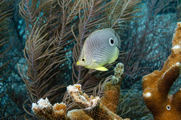 Begattung Mit Einem Vieraugen Falterfisch Unterwasserwlt Von Bonaire — Stockfoto