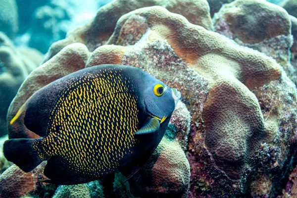 Junger Franzosen Kaiserfisch Vor Einem Grossen Korallenblock — Photo