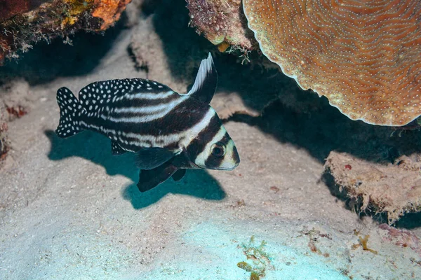 Gebnaederter Ritterfisch Das Ausgewachsene Tier Streift Durch Die Korallen — Fotografia de Stock