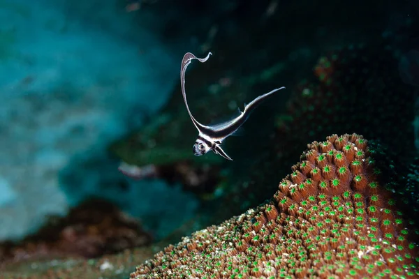 Junger Soldatenfisch Von Der Seite Gesehen — Stockfoto