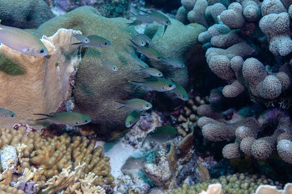 Brauner Chromis Schwarm Sucht Schutz Den Korallen — Stock fotografie