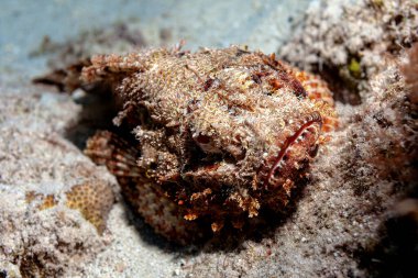 Junger Steinfisch schmiegt bir den Meeresboden sich