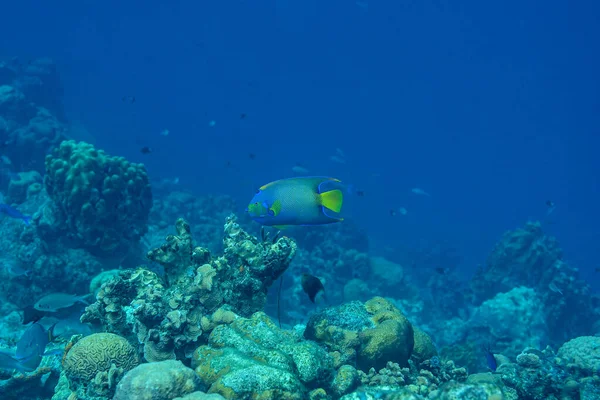 Mitten Gewimmel Ein Bermuda Prachtkaiserfisch — Stock Photo, Image