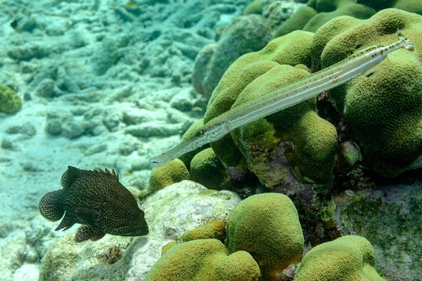 Großer Trompetenfisch Fixiert Einen Kleinen Zackenbarsch — Stockfoto