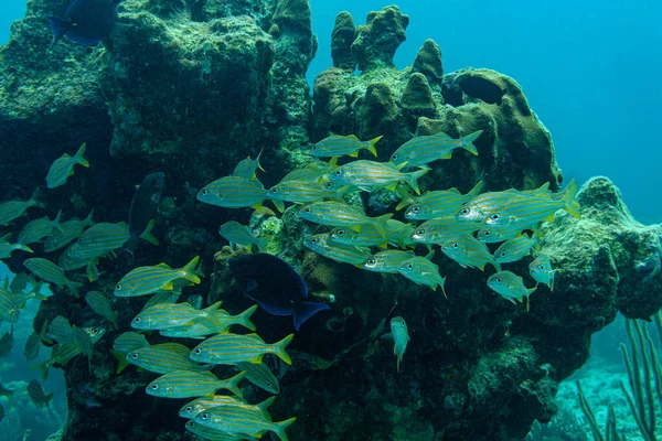 Kleiner Schwarm Gelbstreifen Grunzer Umrunden Eine Grosse Koralle — Fotografia de Stock