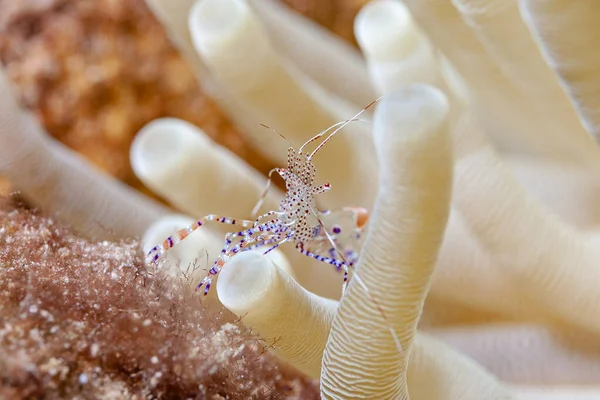 Winzige Garnele Einer Seeanemone —  Fotos de Stock