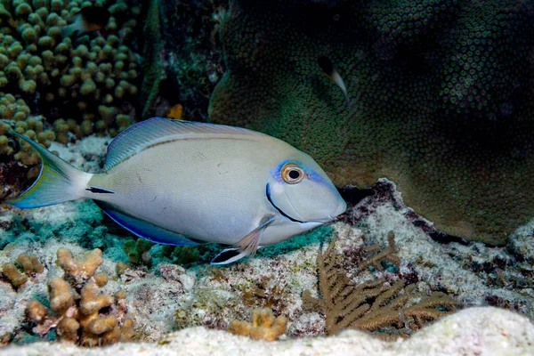 Der Doktorfisch Chapéu Seinen Namen Wegen Der Messerscharfen Stacheln Der — Fotografia de Stock