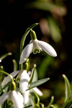 Endlich mal etwas soner after die Schneegloeckchen