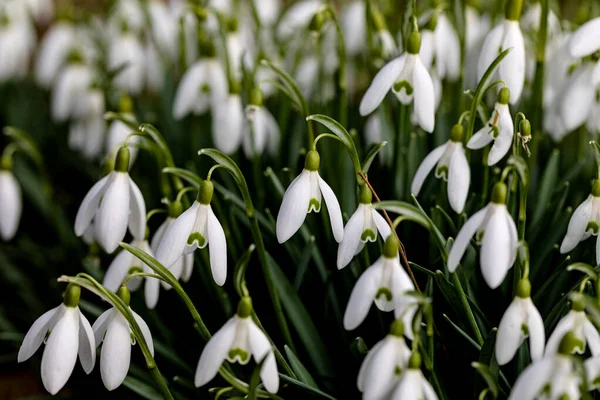 Schneegloeckchen Brauchen Keinen Schnee Bluehen — Foto Stock