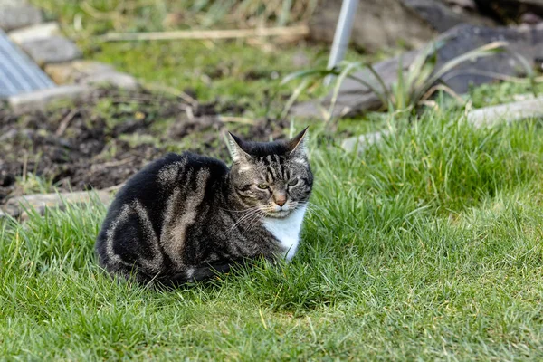 Zusammengekauert Liegt Kalten Gras Der Winter Macht Ihm Keinen Spass — Stockfoto