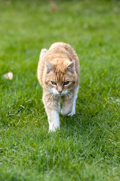 Konzentriert durch den kalten Garten unterwegs