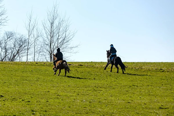 Galopp Ueber Die Wiese — Zdjęcie stockowe