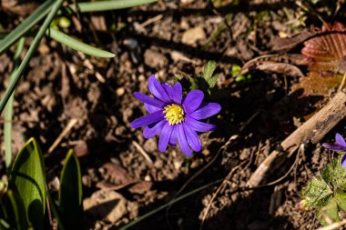 Die tiefstehende Wintersonne rueckt die Anemone ins rechte Licht