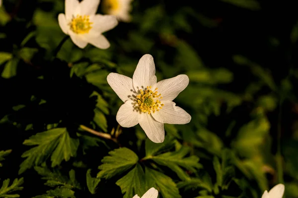 Die Abendsonne Bringt Das Richtige Licht —  Fotos de Stock