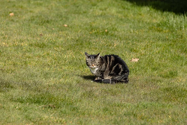 Bobby Genest Die Waermende Sonne Einem Kalten Fruehlingstag — Stockfoto