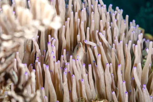 Weissruecken Anemonenfisch Einer Seeanemone Aengstlich Oder Neugierig — Stockfoto