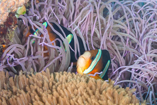 Annas Prachsternschnecke Ein Winzling Gerade Mal Zentimeter Lnge Riff — Foto Stock