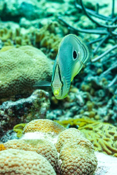 Frontalansicht Eines Vieraugen Falterfisches Zwischen Korallen — Stockfoto