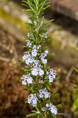 Der Rosmarin blueht, der Strauch kaempft auch mit der Trockenheit