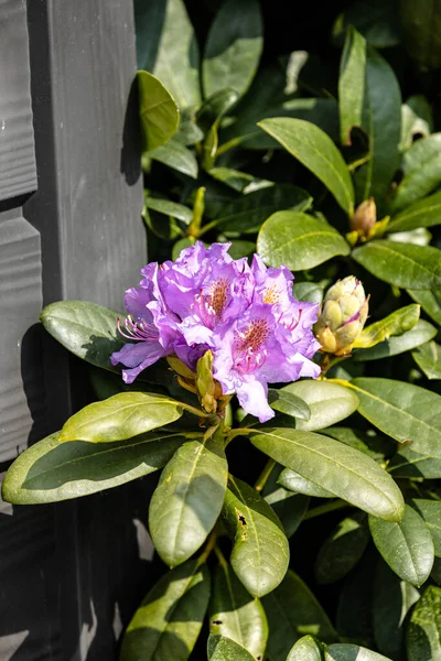 Herrlich Sind Die Violeten Blueten Des Rhododendron — Photo