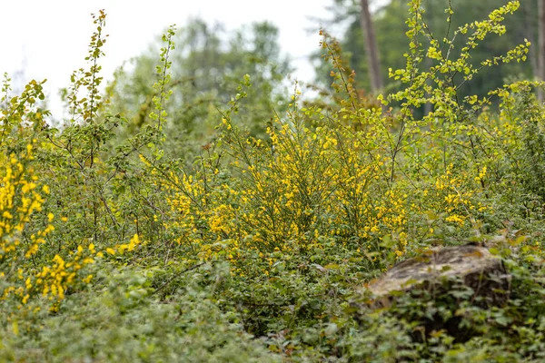 Bluehender Ginster Bedeckt Den Waldboden — стоковое фото