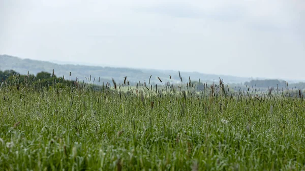 Gras Voller Bluete Durch Die Halme Der Blick Das Dahinterliegende — Fotografia de Stock