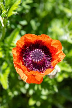 Der Mohn ist aufgegangen und Isst sich von der Sonne verwoehnen