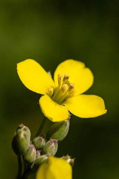 Gelbe Blueten Und Sehr Viele Cappello Knospen Der Rucola Garten — Foto Stock