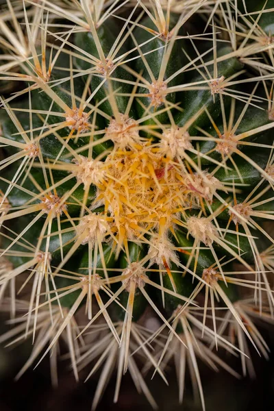 Kleiner Kaktus Gedeiht Έντερο Garten Αρχή Δεν Auszutreiben — Φωτογραφία Αρχείου