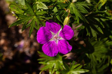 Anemonbluete nach Regenschauer im Sonnenlicht.
