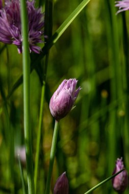Eine Knospe des Schnittlauch oeffnet sich, die Sonne lockt sie hervor