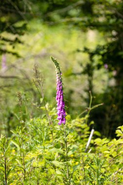 Wunderschoen anzusehen aber doch sehr giftig
