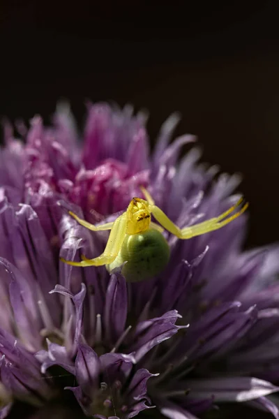 Scheinbar Sonnot Sich Die Krabbenspinne Auf Einer Schnittlauchbluete — 图库照片