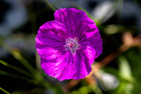 Anemonen Bluehen Fast Ganzjaehrig Und Sind Wunderschoene Blumen — Fotografia de Stock