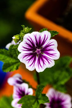 Blueten die nur fuer die Insekten reservviert sind