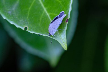 Augenkontakt mit einem kleinen Schmetterling