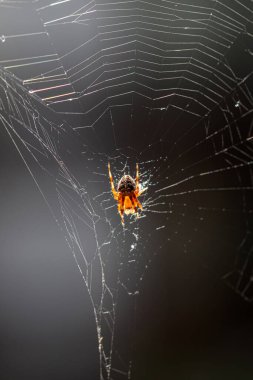 Junge Kreusspinne wartet in ihrem Netz auf Beute