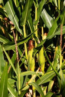 Landwirte bauen sehr viel Futtermais an, bald wird geerntet