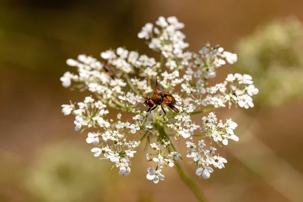 Kleine Fliege uebernimmt die Arbeit der Bienen