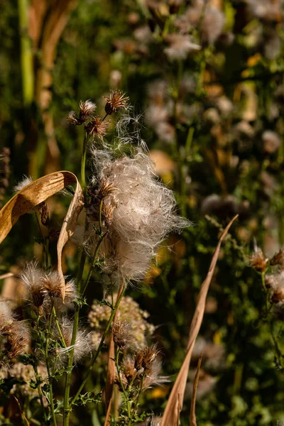 Disteln Bluehen Und Zeigen Eine Frucht Wie Wolle — Stockfoto