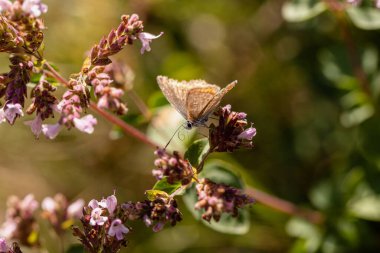 Sonnenroeschen-Blaeuling sitzt mit eingerolltem Ruessel auf der Oreganoblute