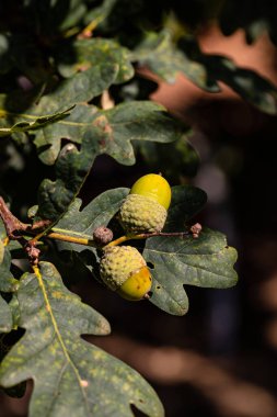 Bald reif werden die Eicheln sein