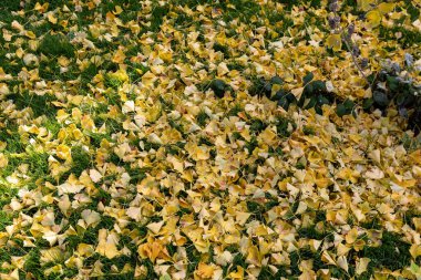 Ginkgobaumblaetter bilden einen dichten Teppich im Garten. Verziert wird er von leuchtenden Wassertropfen