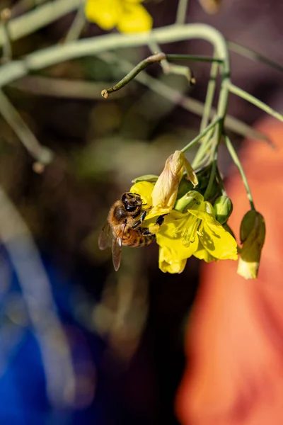 Die Letzten Sonnestrahlen Locken Die Bienen Auf Die Rucolablueten — стоковое фото