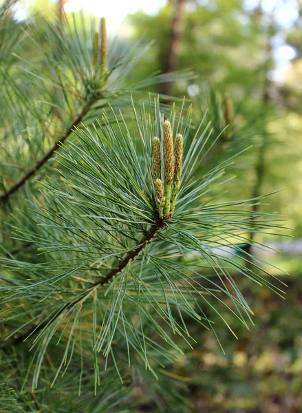 Branch young fir — Stock Photo, Image