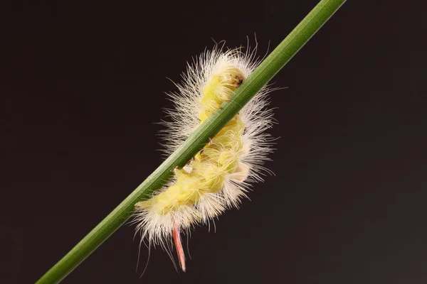 Oruga esponjosa — Foto de Stock