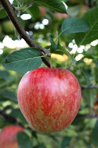 Ramo di melo — Foto Stock