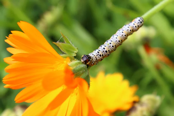 Caterpillar és körömvirág — Stock Fotó