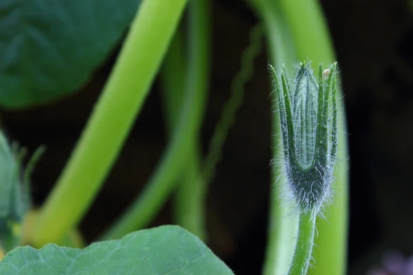 Kürbispflanze — Stockfoto