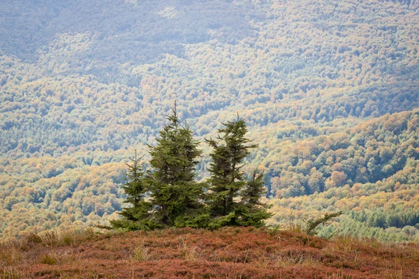 Bieszczady 산에서가 문 비 나무 로열티 프리 스톡 사진